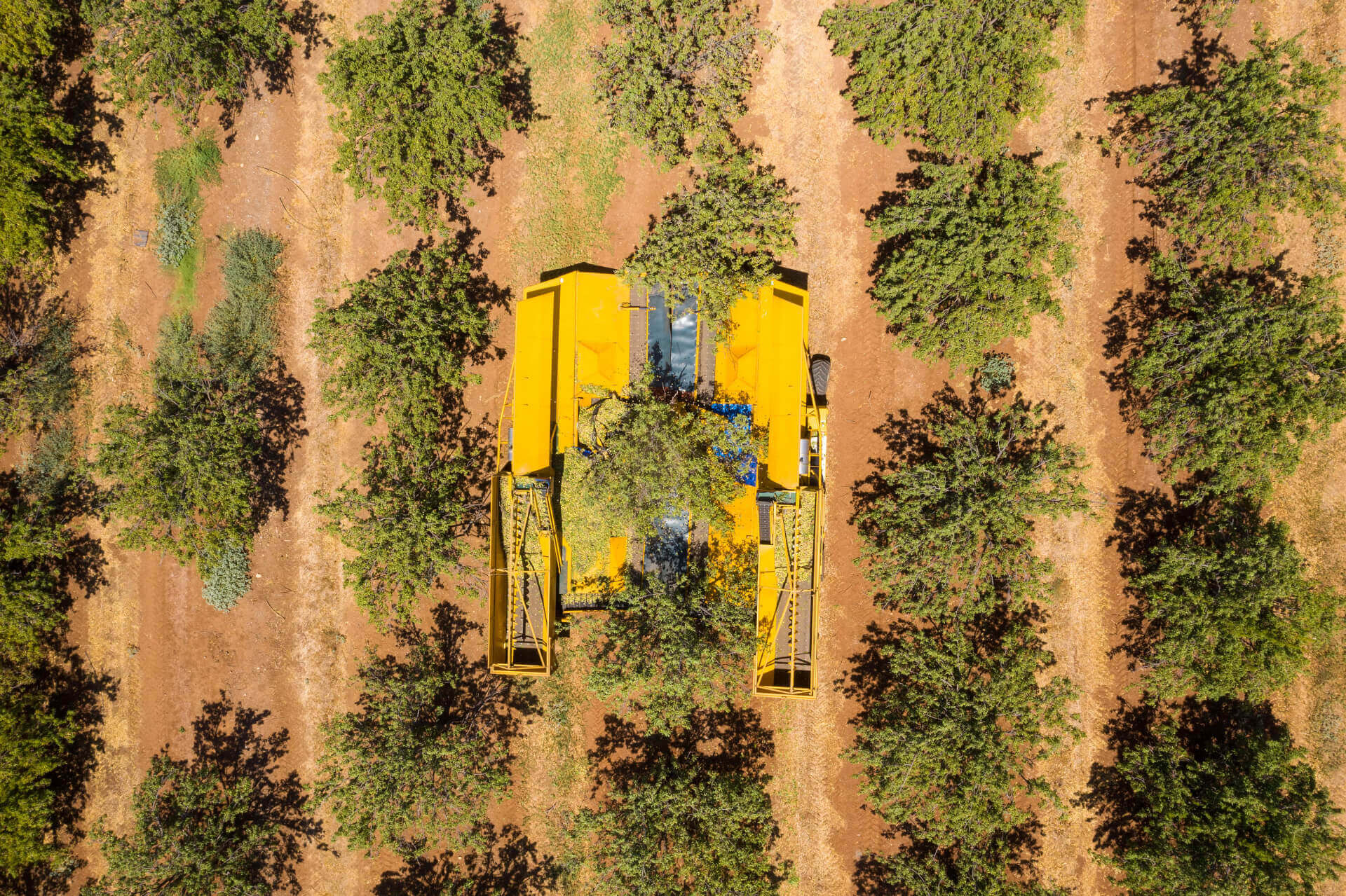 Aerial view of a bright yellow harvesting machine moving through rows of pecan trees in an orchard, showcasing modern sustainable farming practices.