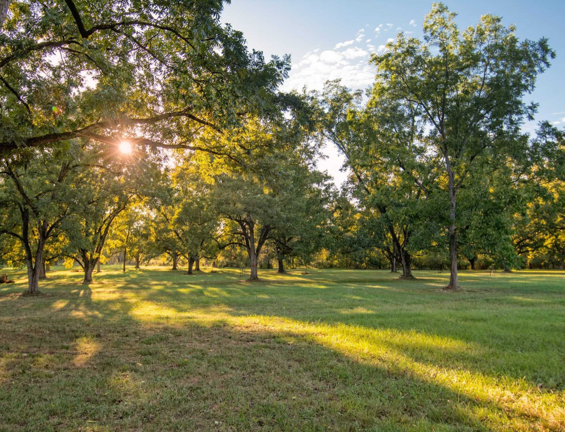 Sunlight filters through tall pecan trees in a lush orchard, casting long shadows across green grass and highlighting a healthy, sustainable landscape.